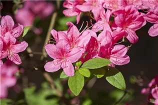  - Rhododendron obtusum 'Madame Albert van Hecke'