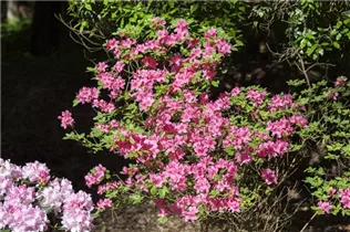  - Rhododendron obtusum 'Madame Albert van Hecke'