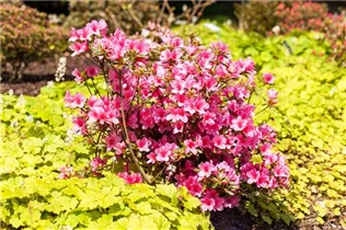  - Rhododendron obtusum 'Madame Albert van Hecke'