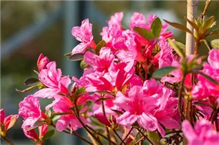  - Rhododendron obtusum 'Madame Albert van Hecke'
