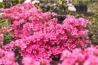  - Rhododendron obtusum 'Madame Albert van Hecke'