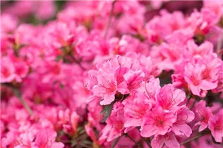  - Rhododendron obtusum 'Madame Albert van Hecke'