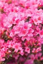  - Rhododendron obtusum 'Madame Albert van Hecke'