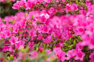  - Rhododendron obtusum 'Madame Albert van Hecke'