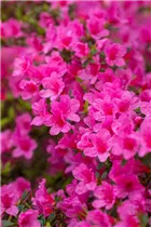  - Rhododendron obtusum 'Madame Albert van Hecke'