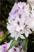  - Rhododendron 'Mrs Helen Koster'