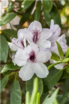  - Rhododendron 'Mrs Helen Koster'