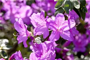  - Rhododendron obtusum 'Malvatica'
