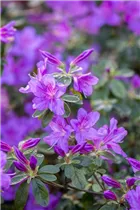  - Rhododendron obtusum 'Malvatica'