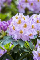  - Rhododendron 'Mrs. Anthony Waterer'