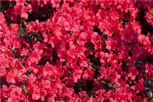  - Rhododendron obtusum 'Maruschka'®