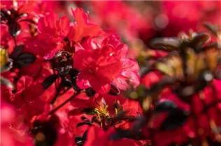  - Rhododendron obtusum 'Maruschka'®