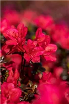  - Rhododendron obtusum 'Maruschka'®