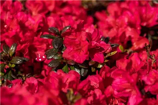  - Rhododendron obtusum 'Maruschka'®
