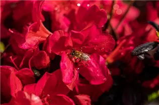  - Rhododendron obtusum 'Maruschka'®