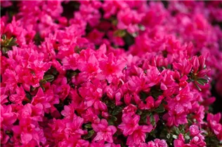  - Rhododendron obtusum 'Melina'