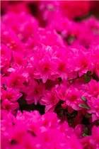  - Rhododendron obtusum 'Melina'