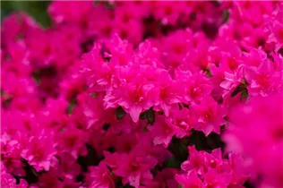  - Rhododendron obtusum 'Melina'