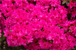  - Rhododendron obtusum 'Melina'