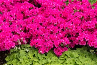  - Rhododendron obtusum 'Melina'