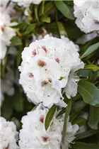  - Rhododendron 'Mrs. J. C. Williams'