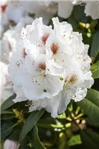  - Rhododendron 'Mrs. J. C. Williams'