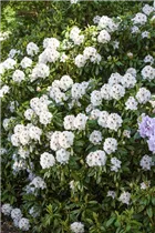  - Rhododendron 'Mrs. J. C. Williams'