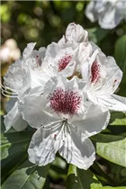  - Rhododendron 'Mrs. J. C. Williams'