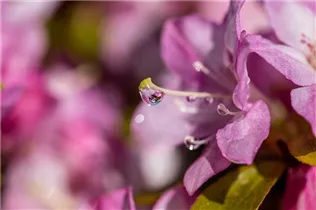 - Rhododendron obtusum 'Negligé'®