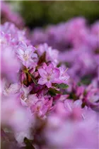  - Rhododendron obtusum 'Negligé'®