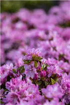  - Rhododendron obtusum 'Negligé'®