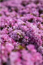  - Rhododendron obtusum 'Negligé'®