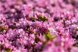  - Rhododendron obtusum 'Negligé'®