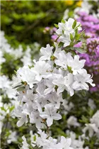 - Rhododendron mucronatum  - Rhododendron mucronatum