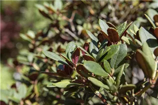  - Rhododendron neriiflorum 'Burletta'