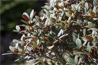  - Rhododendron neriiflorum 'Burletta'
