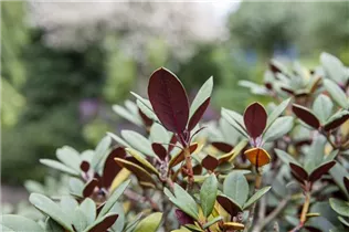  - Rhododendron neriiflorum 'Burletta'
