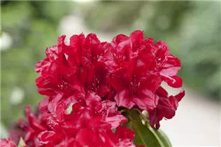  - Rhododendron 'Norita'