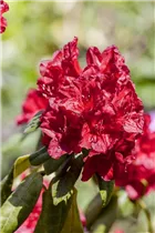  - Rhododendron 'Norita'