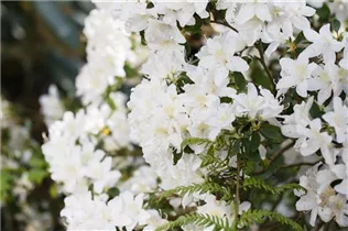  - Rhododendron obtusum 'Pleasant White'