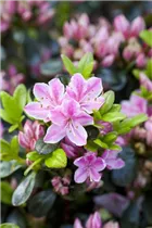 - Rhododendron obtusum 'Rokoko'  - Rhododendron obtusum 'Rokoko'