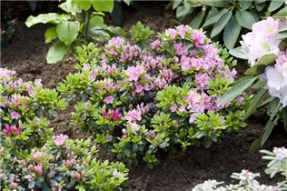 - Rhododendron obtusum 'Rokoko'  - Rhododendron obtusum 'Rokoko'