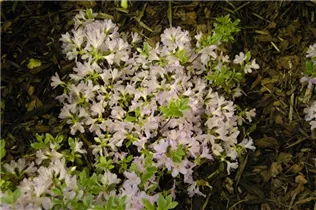  - Rhododendron obtusum 'Agger'