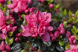  - Rhododendron obtusum 'Rosinetta'®