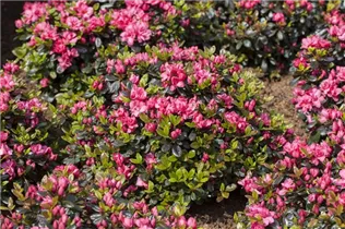  - Rhododendron obtusum 'Rosinetta'®