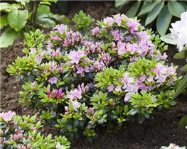  - Rhododendron obtusum 'Rosinetta'®