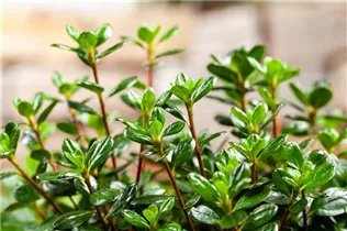  - Rhododendron obtusum 'Anouk'