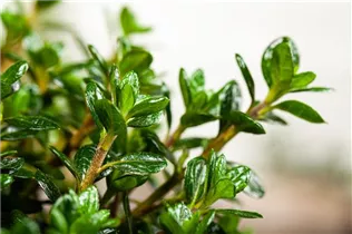  - Rhododendron obtusum 'Anouk'