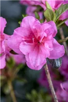  - Rhododendron obtusum 'Babuschka'®