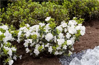  - Rhododendron obtusum 'Schneeperle'®